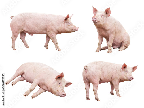 Dynamic collection of young pink pigs in various expressive poses, isolated on a transparent background.