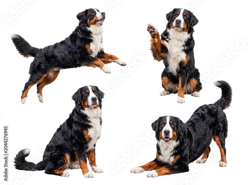 Tableau sur toile A magnificent Bernese mountain dog captured in diverse and playful poses, isolated on a transparent background