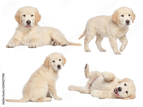 Tableau sur toile Delightful golden retriever puppy poses, perfect for pet-themed designs, isolated on a transparent background