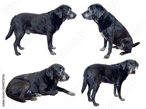 Tableau sur toile Four dignified senior black Labrador Retrievers showcasing various calm and expressive poses