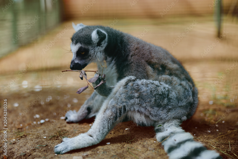Fototapeta premium lemur ringtailed primate wildlife mammal baby sitting in zoo enclosure, grooming and resting with striped tail, closeup portrait showing soft fur, curious eyes and natural behavior