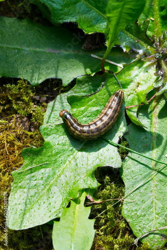  Weißgerippte Lolcheule (Tholera decimalis, Epineuronia popularis), zuweilen auch als Große Raseneule bezeichnet