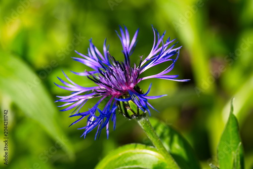 Tableau sur toile Blüte der Kornblume