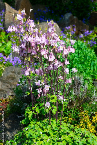 Gemeine Akelei oder Gewöhnliche Akelei (Aquilegia vulgaris)