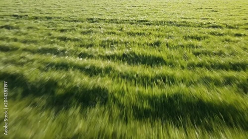 Aerial view of lush green grass field with rows