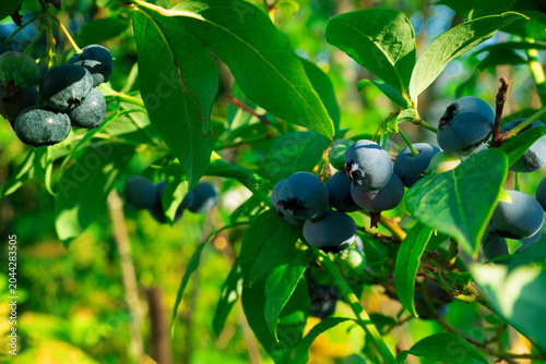 Ripe blueberries (bilberry) on a blueberry bush on a nature background. High quality photo