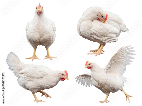 Valokuva Four healthy white broiler chickens in varied natural poses, including standing and flapping, on transparent background