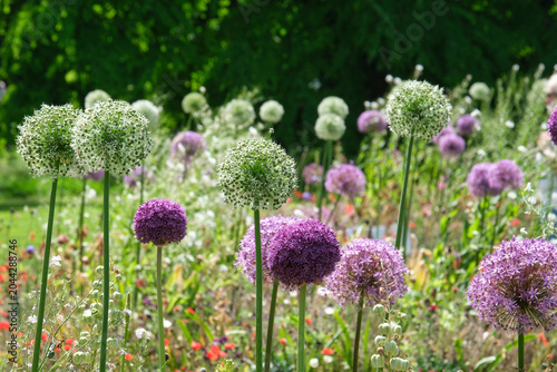 Blühender Zierlauch, allium