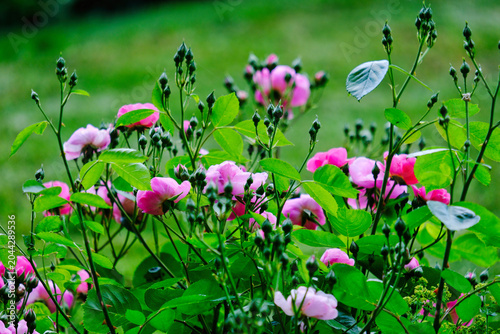 Rosa Rose mit Blütenknospen