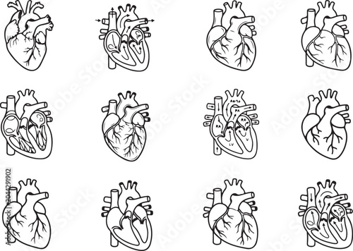 Tableau sur toile Anatomical heart line art icon
