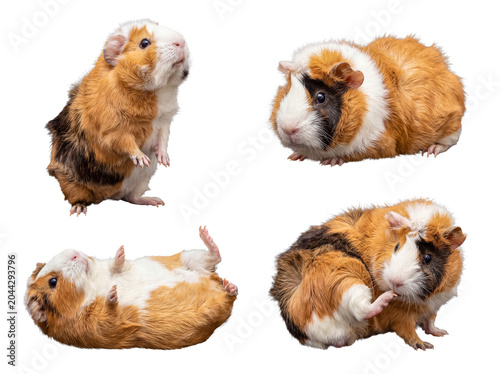 Foto Cute multi-colored guinea pig photograph in various playful and curious poses on its own
