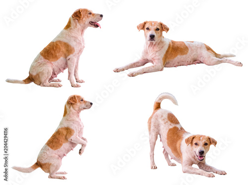 Tableau sur toile Collection of cute mixed breed dogs in various energetic and characteristic poses on transparent