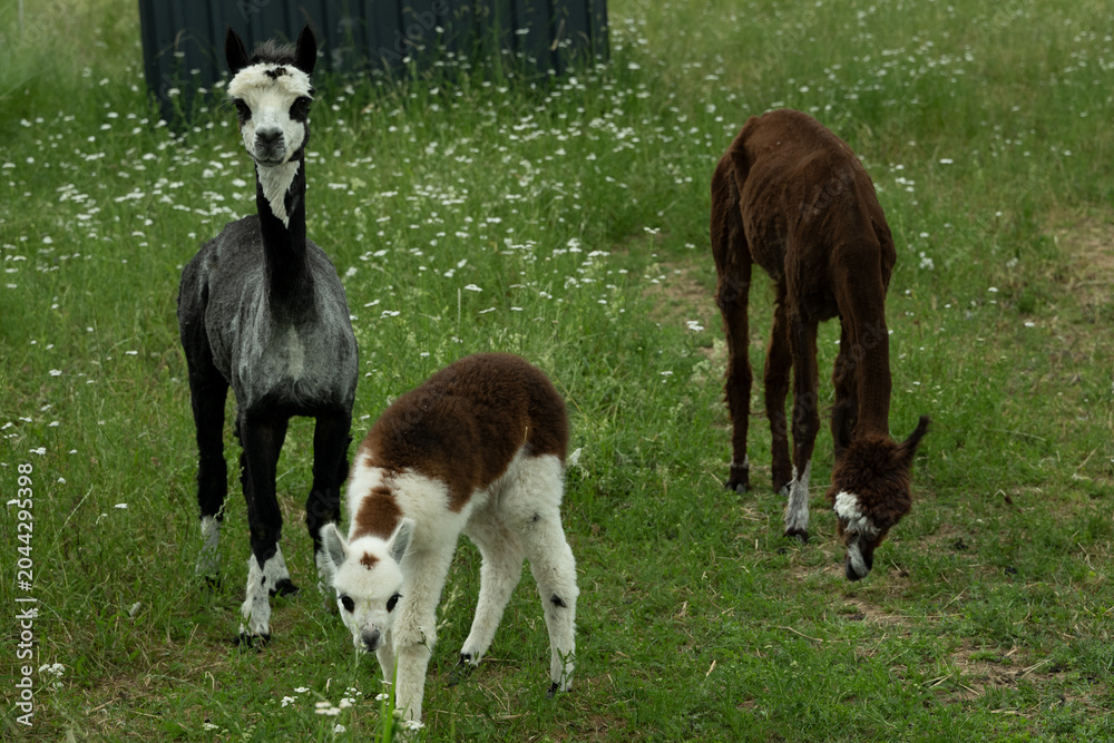 Fototapeta premium alpaka tier natur lama familie