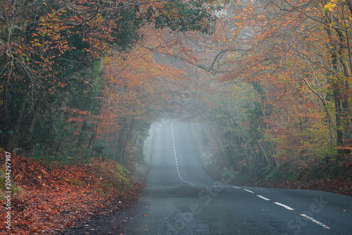 A winding country road disappears into thick mist beneath arching trees with fading autumn leaves in Dorset, UK, on a quiet morning