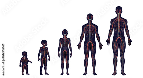 Anatomical illustration of the human nervous and circulatory systems showing development from an infant to a tall adult in five stages.