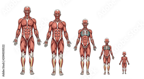 Anatomical illustration of the human muscular system showing development and growth stages from a toddler to a fully grown adult man.