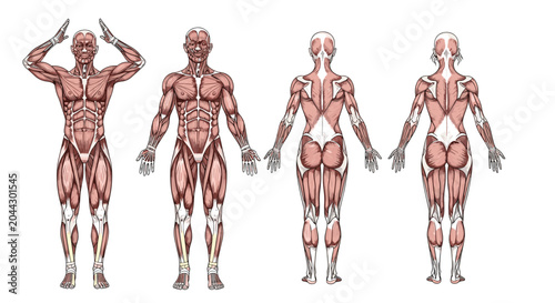 Full body anatomical illustration of male and female muscular systems showing muscle structure from the front and back.