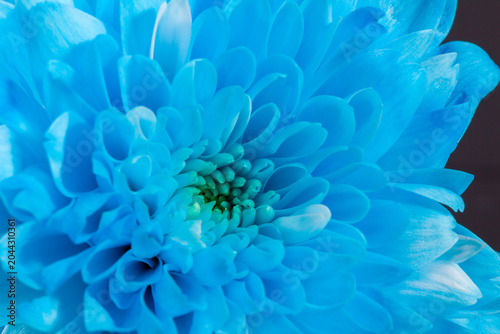 Single, blue autumn chrysanthemum flower head on black background, close up