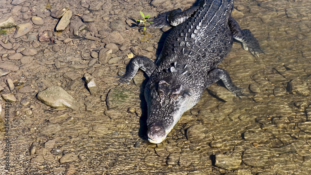 Obraz premium Aerial View of a Saltwater Crocodile Resting in Shallow River Water
