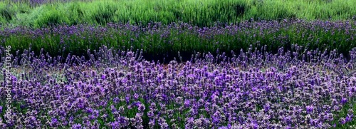 Untitled Project 1england gloucestershire the cotswolds snowshill lavender farm lavender fields