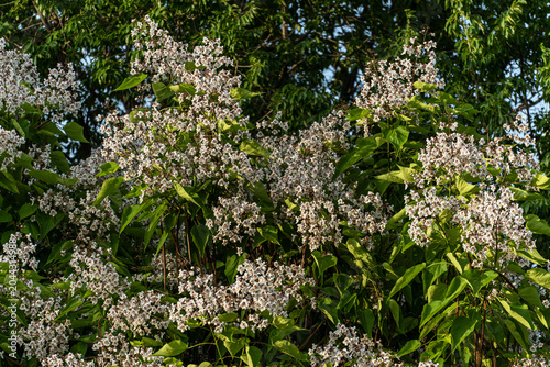Beautiful blooming Southern Catalpa tree (Catalpa bignonioides) with large clusters of white flowers and lush green heart-shaped leaves in a summer garden.