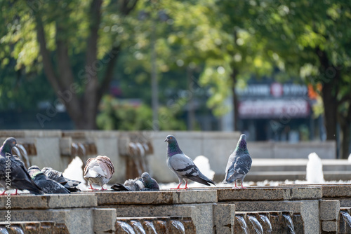 Tableau sur toile Rock pigeons stand and preen on a fountain rim with bright water jets behind them