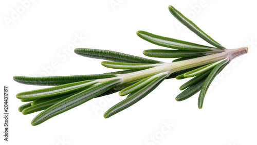 Фотография Fresh rosemary sprig with green needles and woody stem