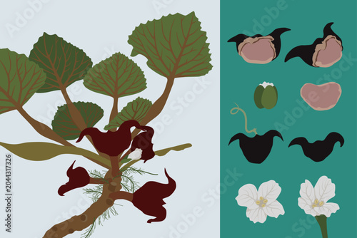 Cuadro en lienzo Diagrams combining the intact water caltrop plant and its individual parts