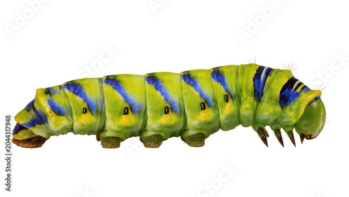 Φωτογραφία Bright green caterpillar with blue stripes and yellow spots