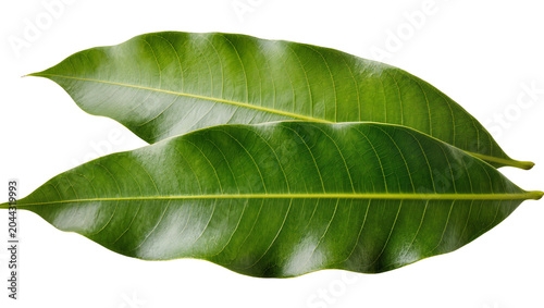 Quadro em tela Two green mango leaves with prominent veins