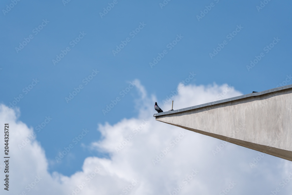 Obraz premium A feral pigeon, rock dove, perches alone on a sharp concrete roof edge. Blue sky and clouds create a minimalist urban wildlife composition.