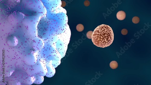 A phagocyte engulfs a virus particle, trapping and breaking it down to protect the body as part of the innate immune defense
