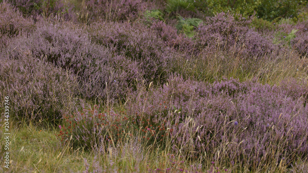 Obraz premium Purple Heather and Wild Grasses in the Scottish Highland Moorland