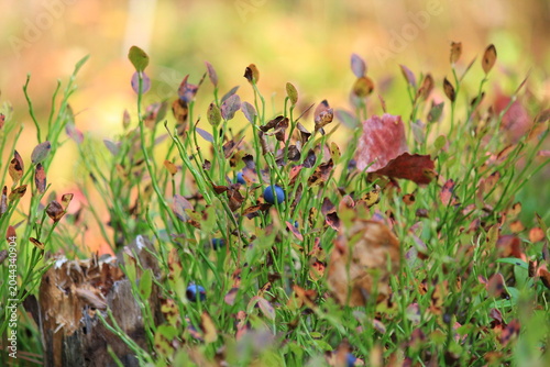 Canvastavla Blueberries hang on bushes in the autumn forest