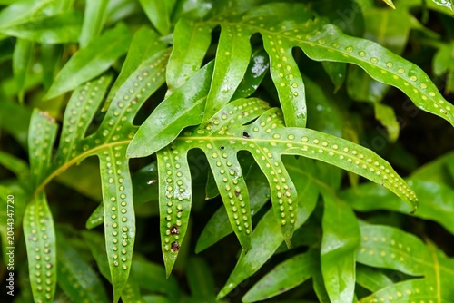 Fotografía Vibrant green monarch fern leaf with bumpy spore cases texture closeup in Hong K