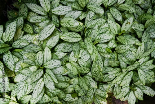 Aglaonema Silver Queen plant background in Hong Kong Park with vibrant variegated silver and green leaf texture closeup