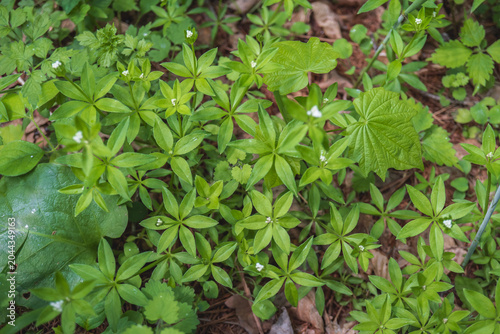 クルマムグラ（Galium japonicum）／６枚の葉が輪生する野草の群落／日本長野県の八千穂高原・6月