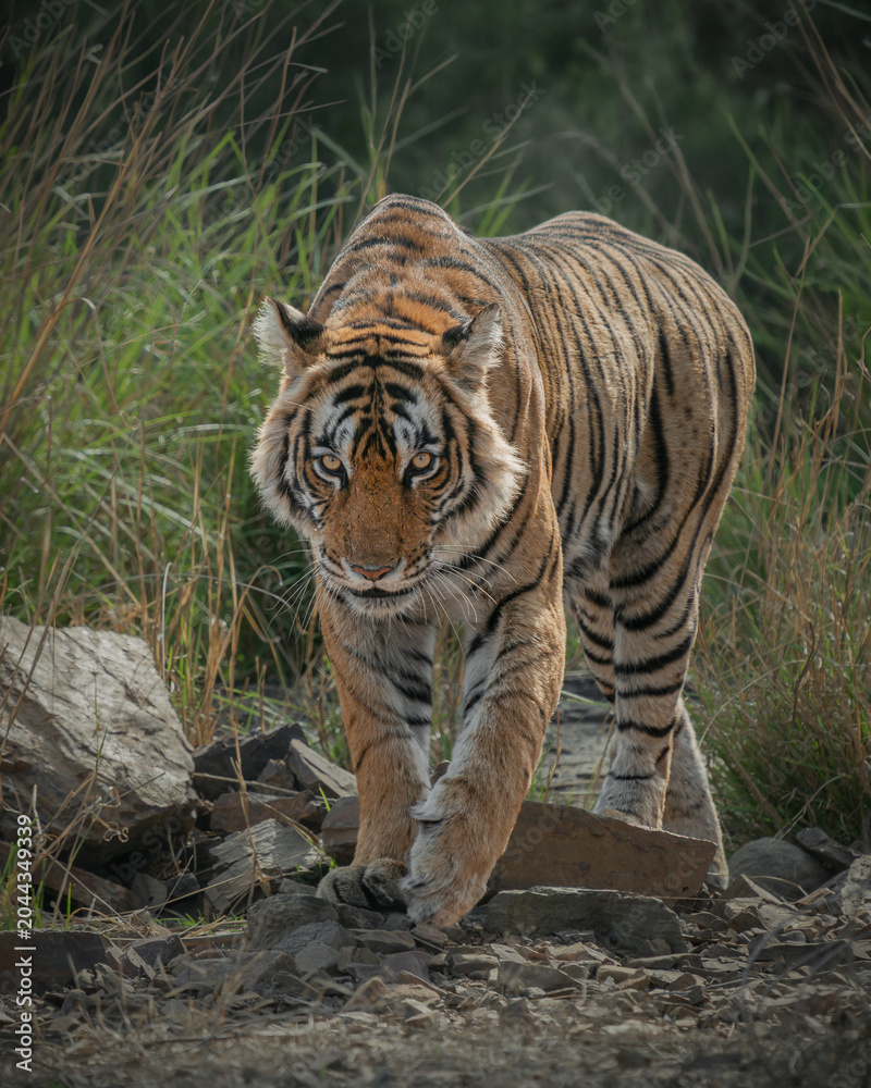 Obraz premium Bengal tiger walking through rocky grassland in Ranthambore National Park, India