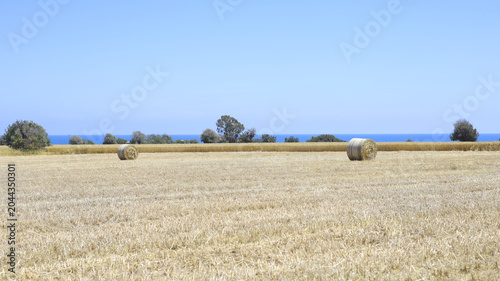 Golden Harvest Bales Along Coastal Fields