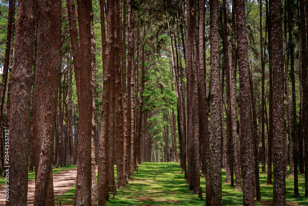 Fototapeta premium Peaceful nature walk through tall pine forest serene landscape outdoor photography tranquil environment ground-level perspective