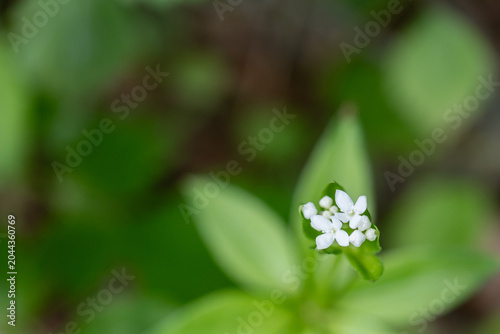 クルマムグラ（Galium japonicum）／御苦笑の白い花と蕾のマクロ写真／日本長野県の八千穂高原・6月
