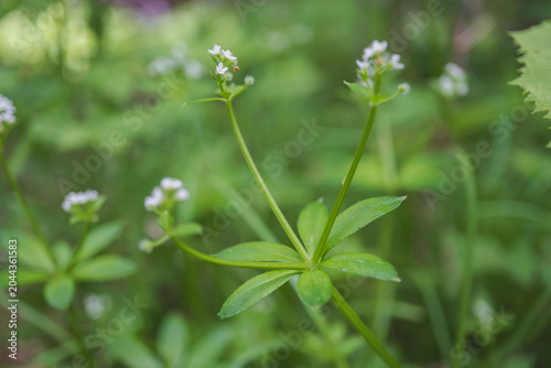 クルマムグラ（Galium japonicum）／輪生する６枚の葉の中心から伸びる無毛の茎／日本長野県の八千穂高原・5月