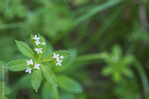 クルマムグラ（Galium japonicum）／極小の白い花／日本長野県の八千穂高原・5月