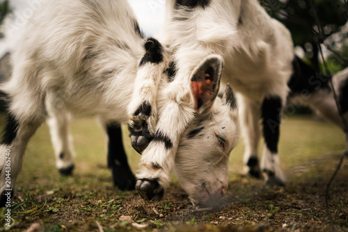 Cute small black and white goats. 