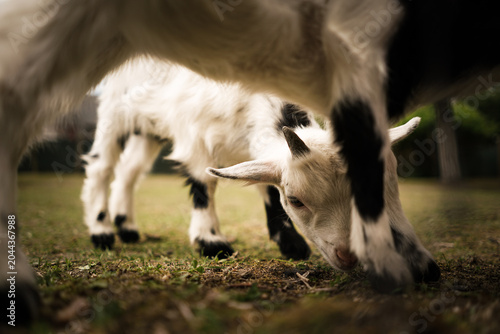 Cute small black and white goats. 