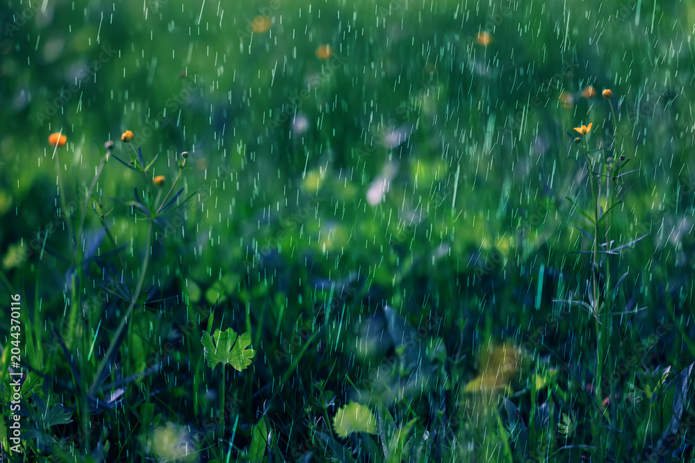 Obraz premium summer rain on the background of green grass, drops in motion background of fresh nature