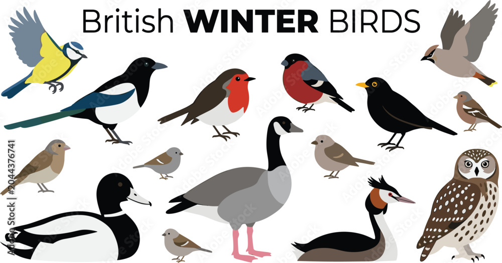 Obraz premium British winter birds collection featuring flat cartoon vector illustrations of local wildlife species set