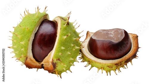 Quadro su tela Horse Chestnut Seed Pods with Seeds
