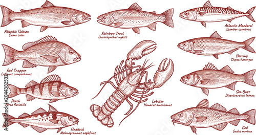Vintage brown ink fish species guide chart featuring detailed engraving illustrations with text labels vector illustration