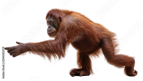 Tableau sur toile Orangutan reaching out with its left arm